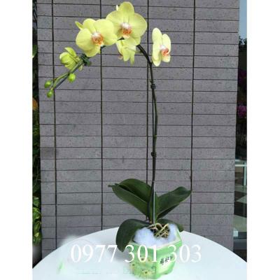 Cách xếp hoa lan hồ điệp vào chậu